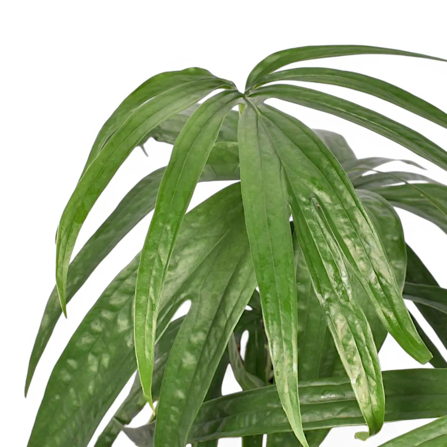 Amydrium zippelianum – Blattdetail vor weißem Hintergrund..