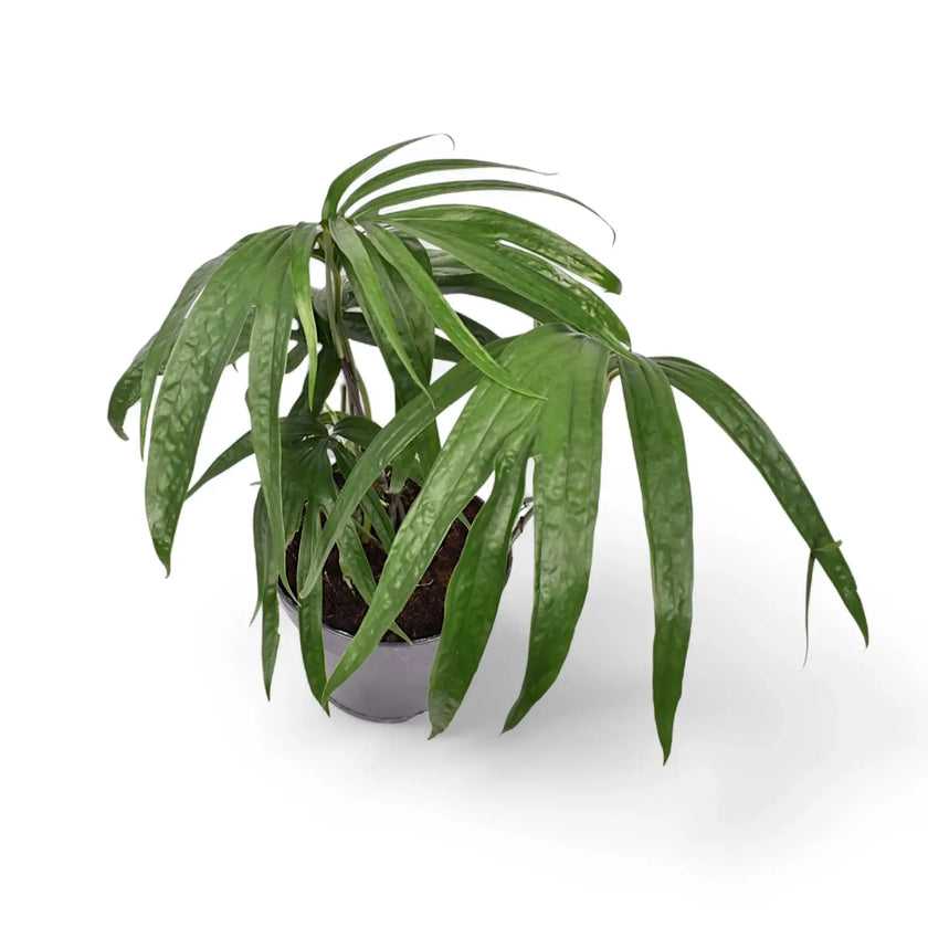 Amydrium zippelianum potted houseplant in nursery pot on white background, product photo 2.