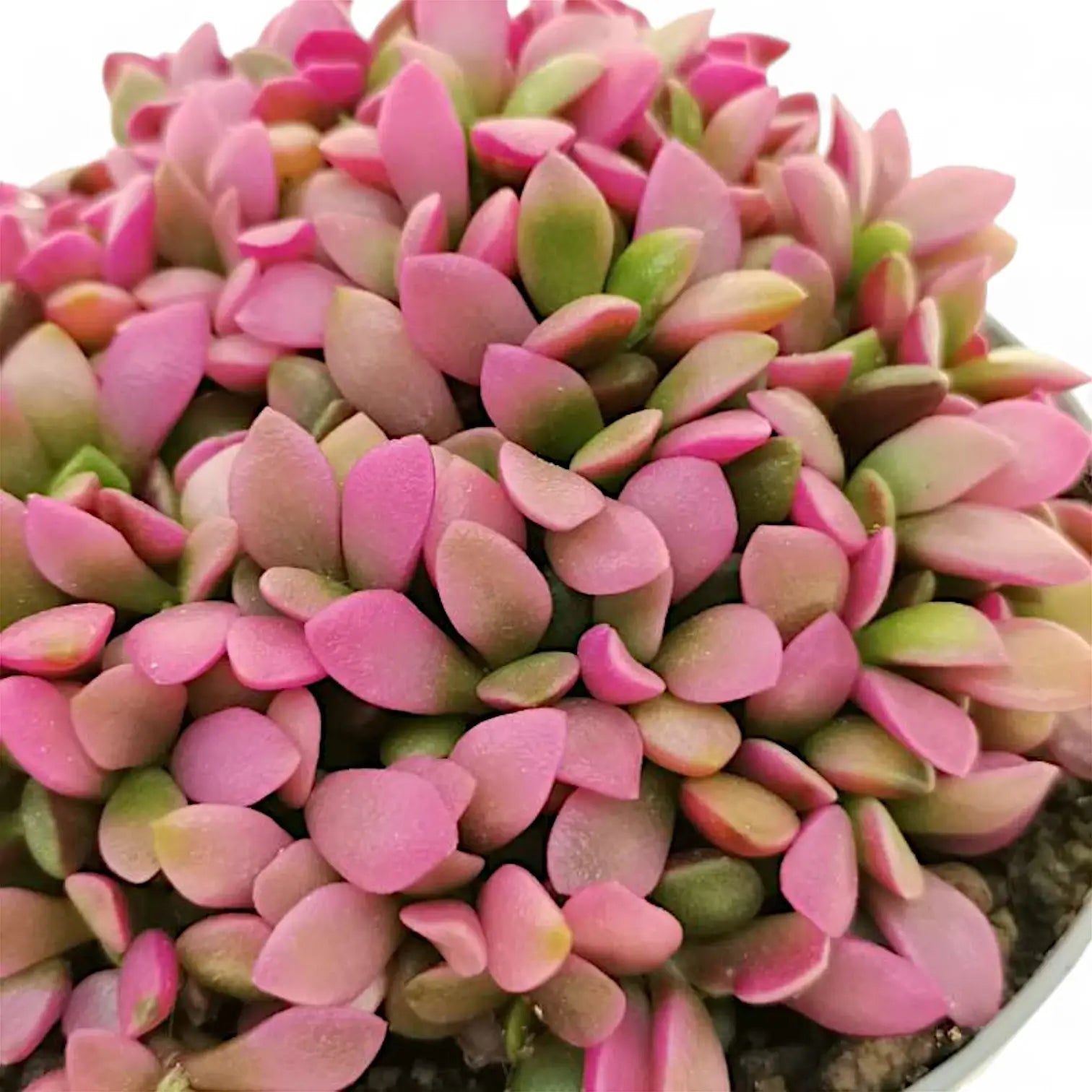 Anacampseros rufescens f. variegata potted houseplant in nursery pot on white background, product photo 3.