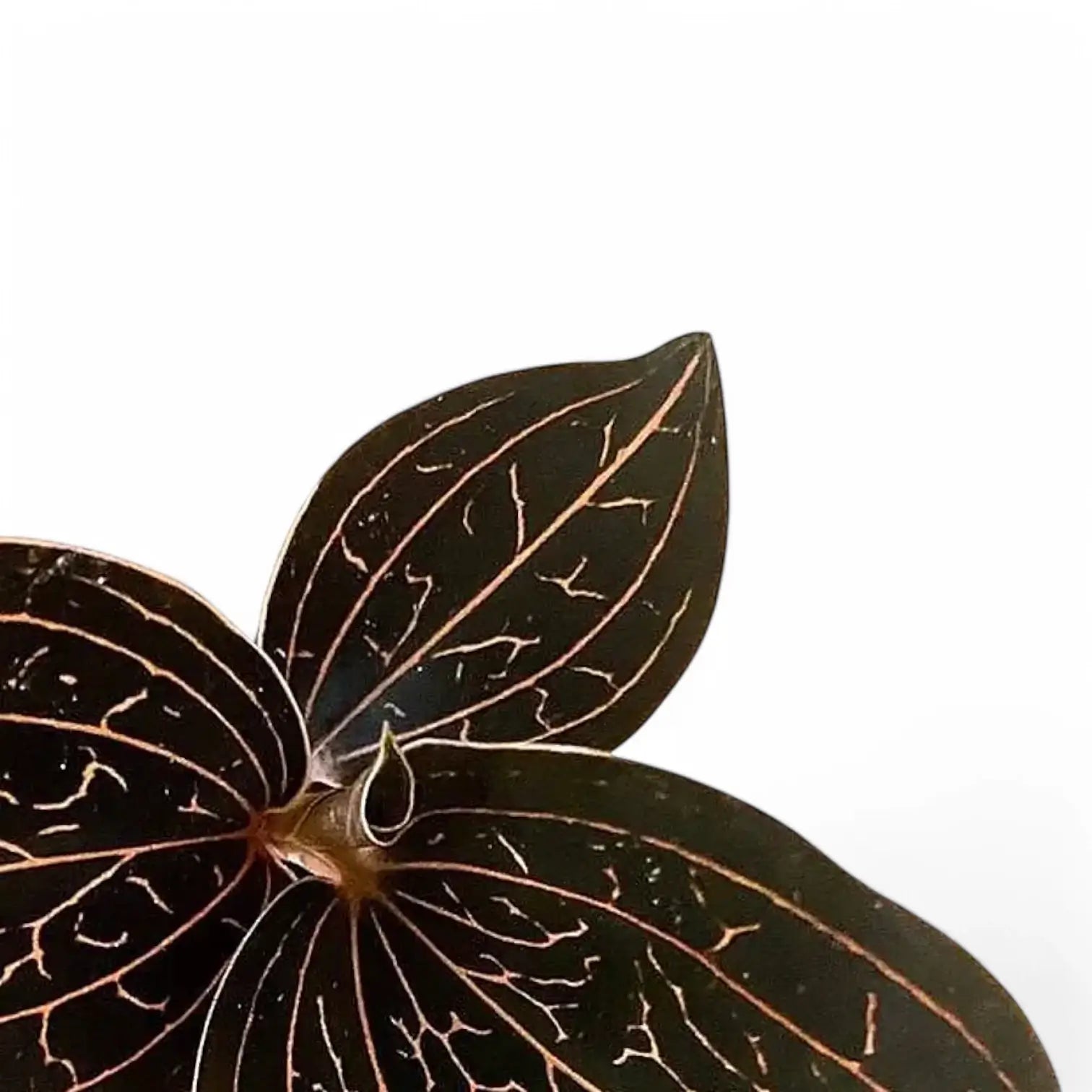 Anoectochilus brevilabris leaf close-up on white background.