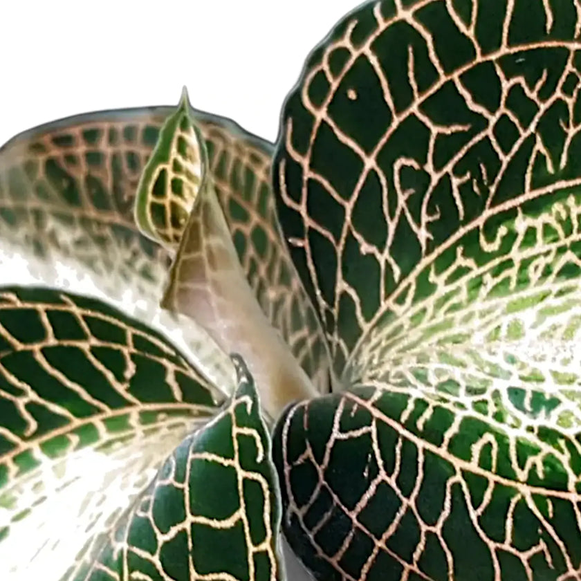 Anoectochilus roxburghii 'Dreamcatcher' leaf close-up on white background.