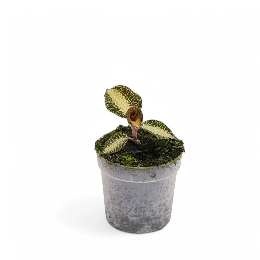 Anoectochilus roxburghii 'Dreamcatcher' potted houseplant in nursery pot on white background, product photo 2.