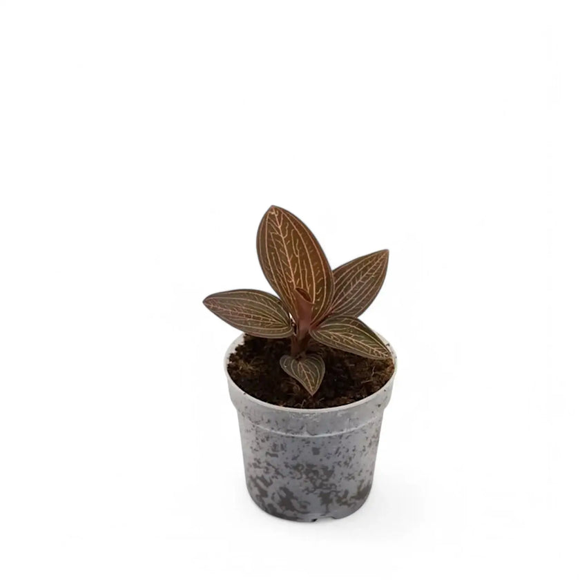 Anoectochilus roxburghii x Ludisia discolor 'Spiderman' potted houseplant in nursery pot on white background, product photo 2.