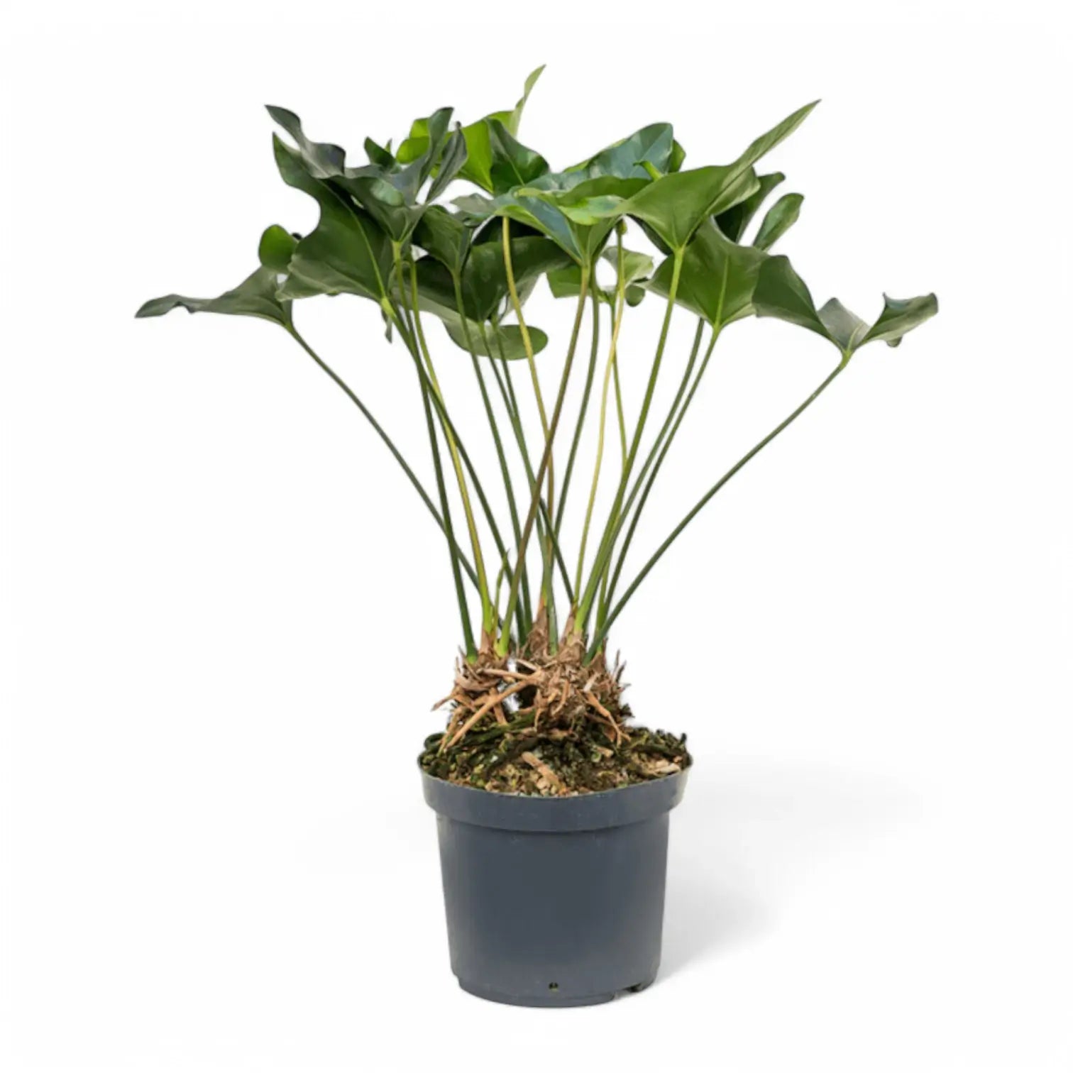 Anthurium 'Arrow' Zimmerpflanze im Anzuchttopf vor weißem Hintergrund, Produktfoto 3.