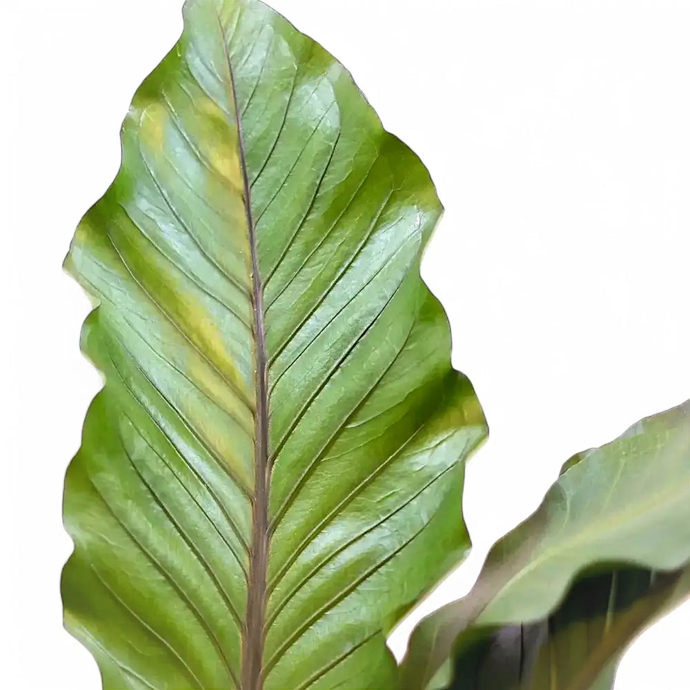 Anthurium 'Big Red Bird' – Blattdetail vor weißem Hintergrund..