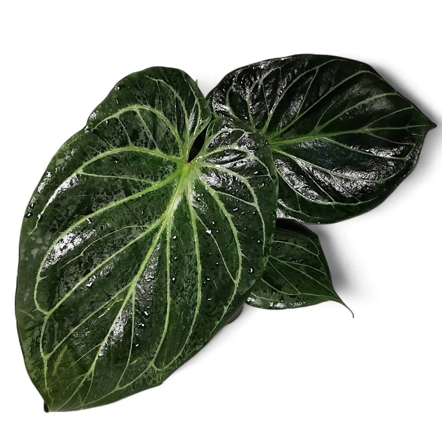 Anthurium 'King of Spades' (Anthurium 'HU') potted houseplant in nursery pot on white background, product photo 4.