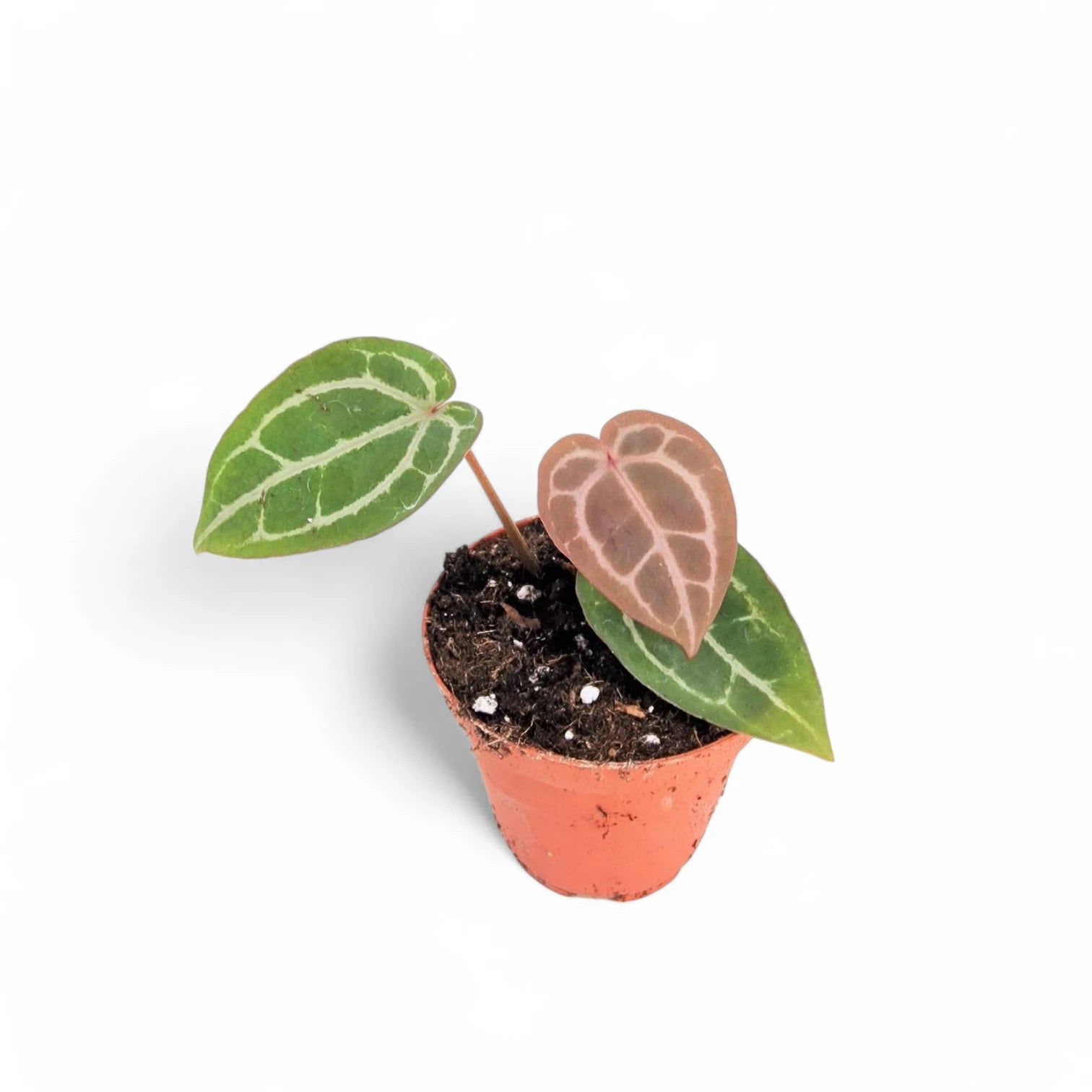 Anthurium' Michelle' ® (DocBlock) potted houseplant in nursery pot on white background, product photo 3.
