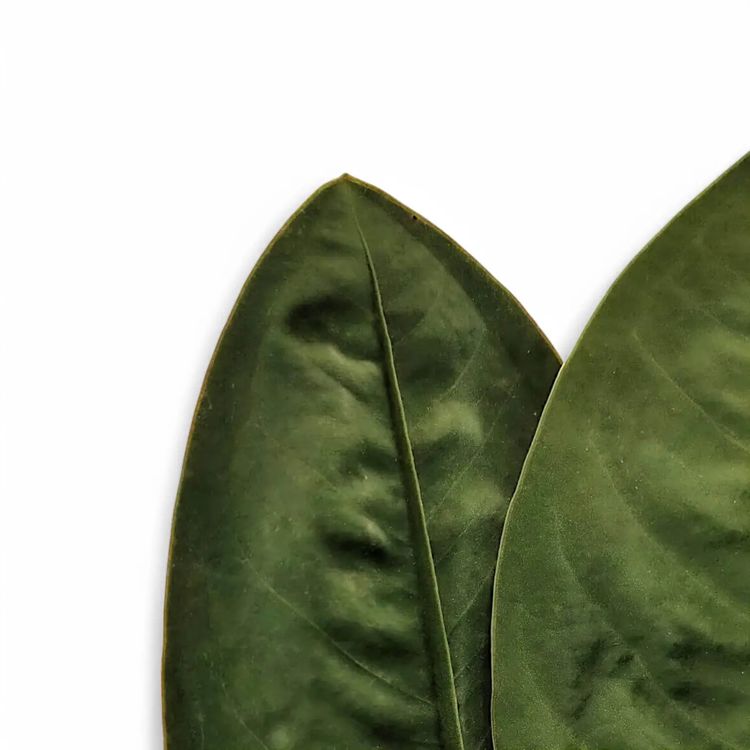 Anthurium 'Neo-superbum' – Blattdetail vor weißem Hintergrund..