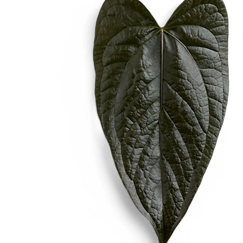 Anthurium 'Queen of hearts' leaf close-up on white background.
