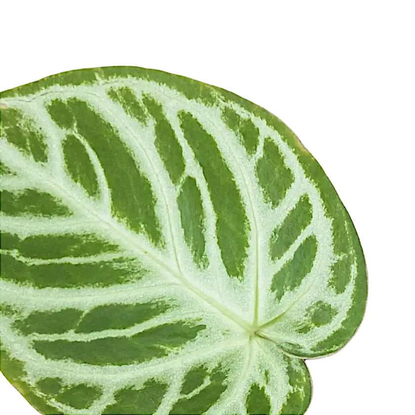 Anthurium 'Silver blush' – Blattdetail vor weißem Hintergrund..