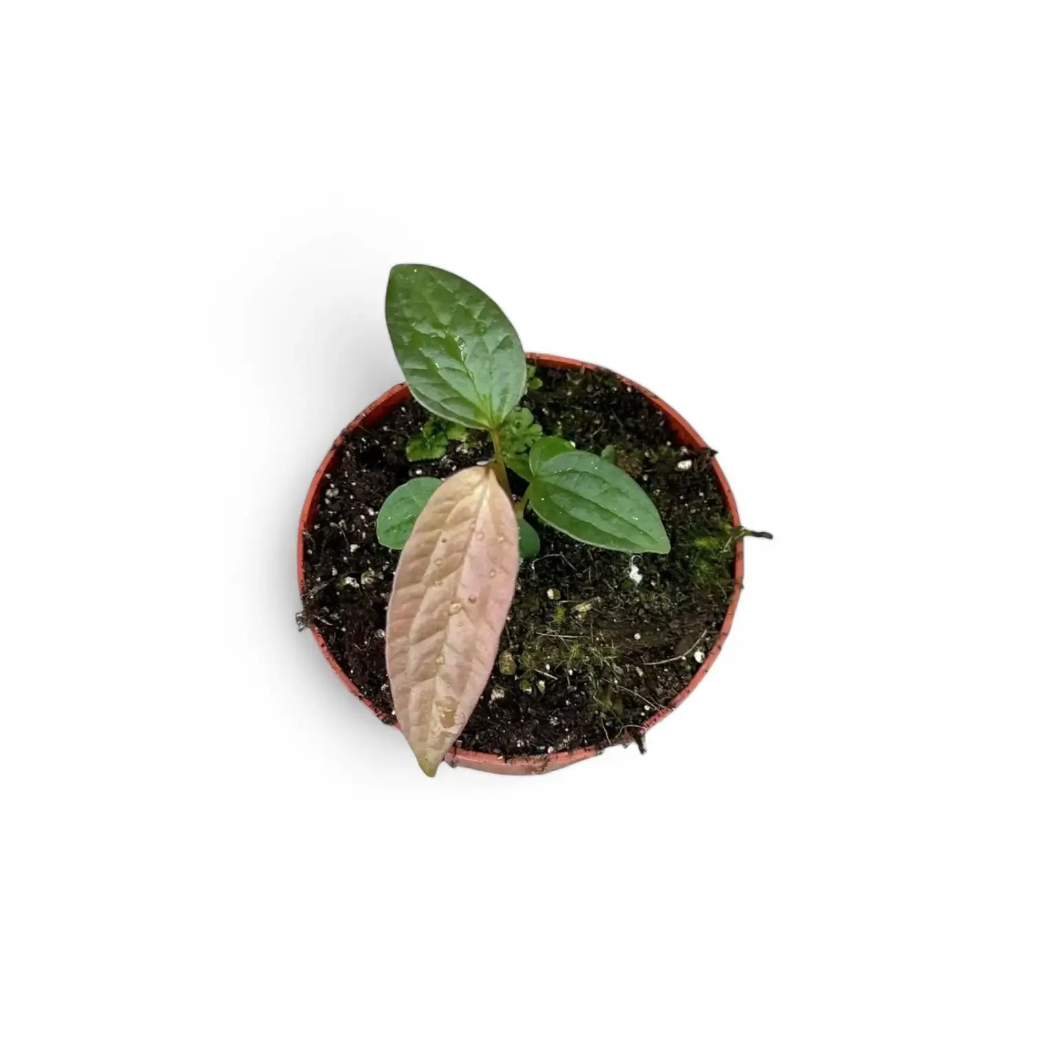 Anthurium arisaemoides Zimmerpflanze im Anzuchttopf vor weißem Hintergrund, Produktfoto 5.