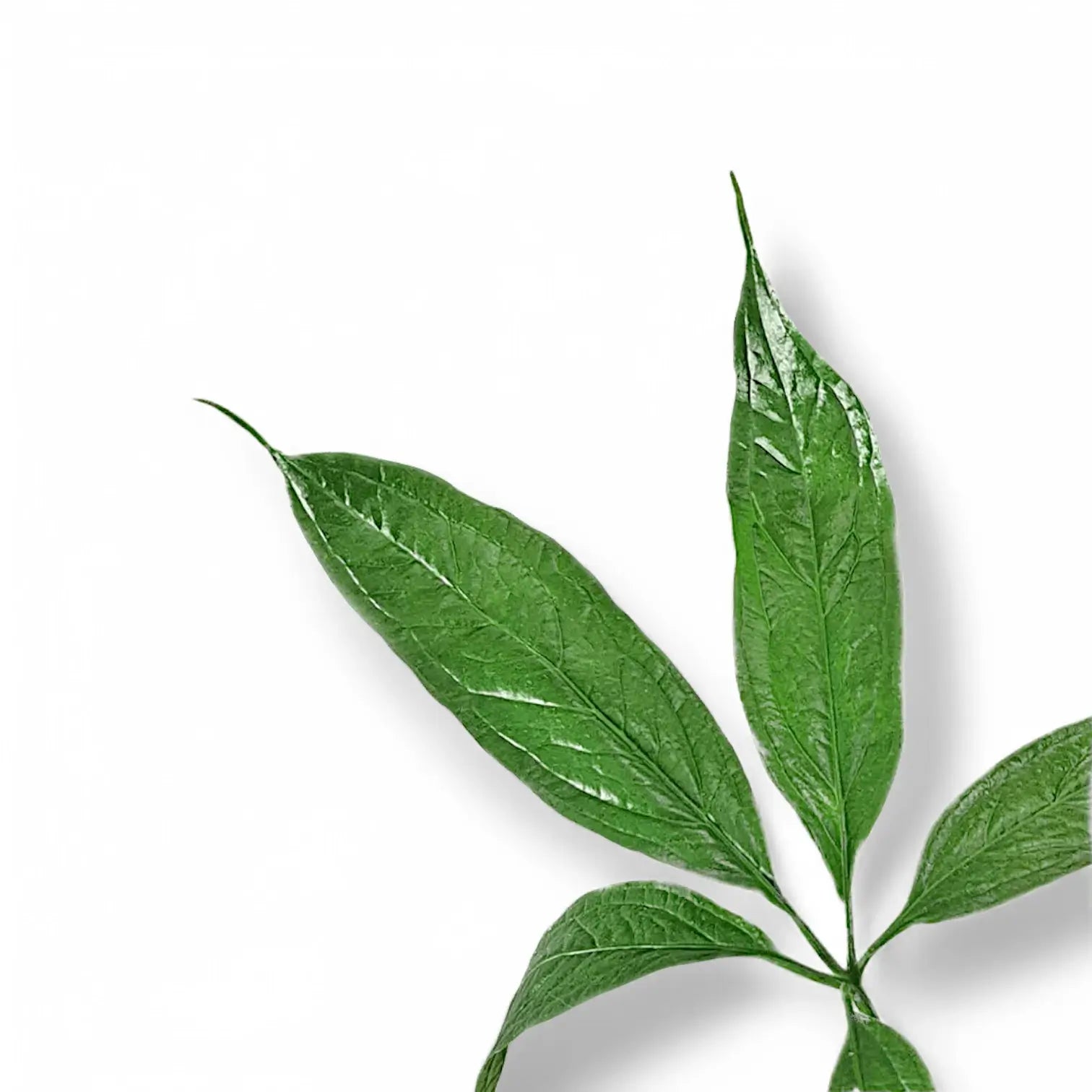 Anthurium clavigerum – Blattdetail vor weißem Hintergrund..