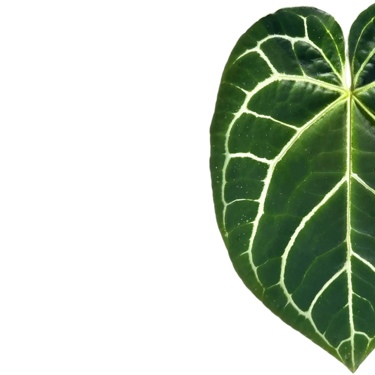 Anthurium crystallinum – Blattdetail vor weißem Hintergrund..