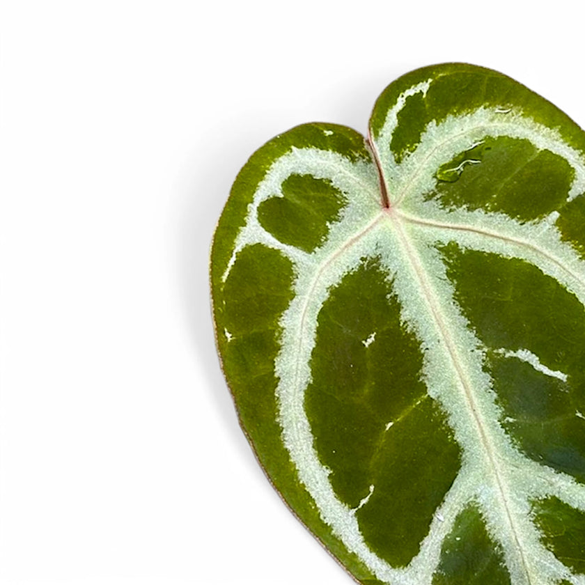 Anthurium crystallinum 'Silver' leaf close-up on white background.