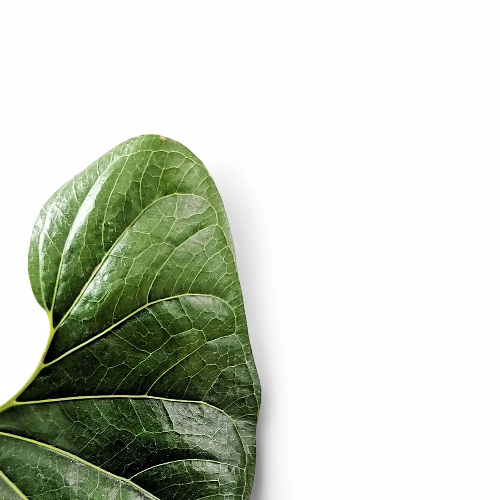 Anthurium decipens leaf close-up on white background.