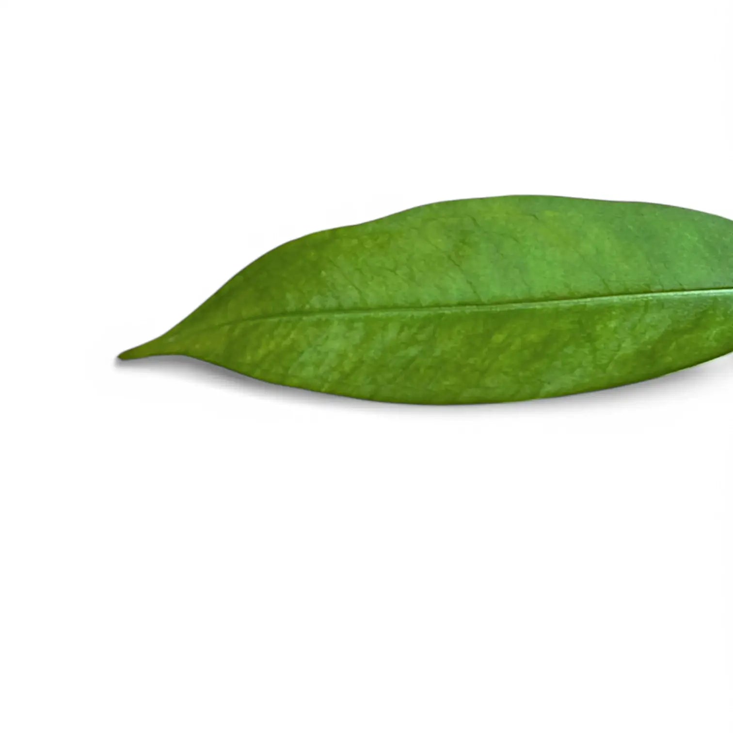 Anthurium gracile leaf close-up on white background.