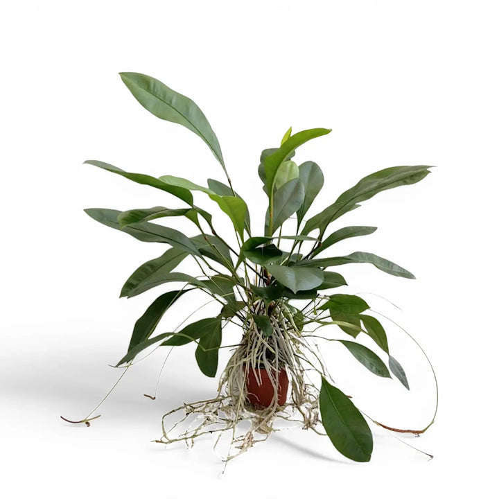 Anthurium gracile potted houseplant in nursery pot on white background, product photo 2.