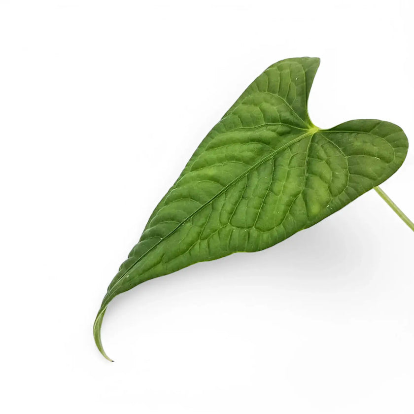 Anthurium lapoanum – Blattdetail vor weißem Hintergrund..