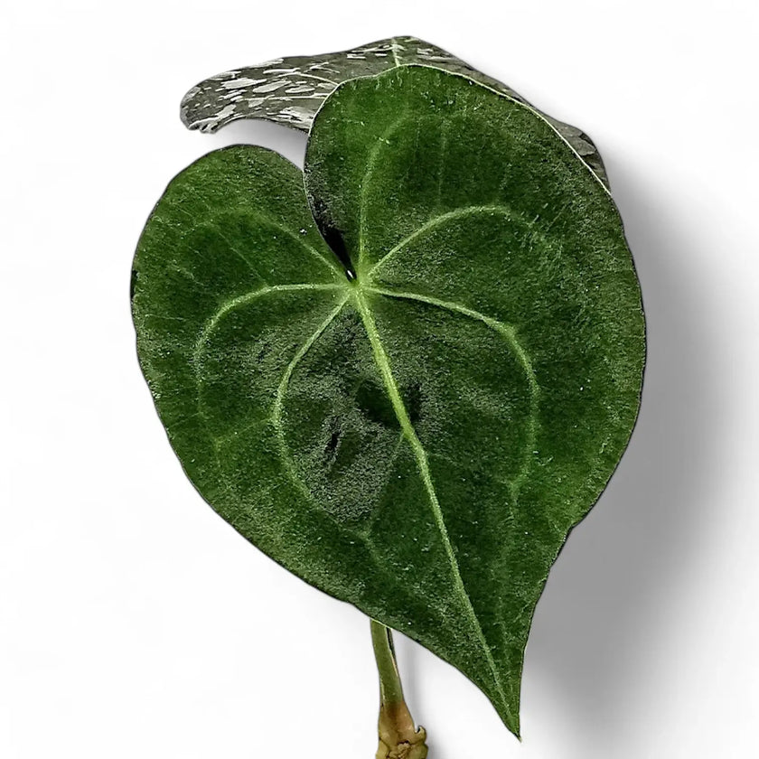 Anthurium leuconeurum Zimmerpflanze im Anzuchttopf vor weißem Hintergrund, Produktfoto 2.