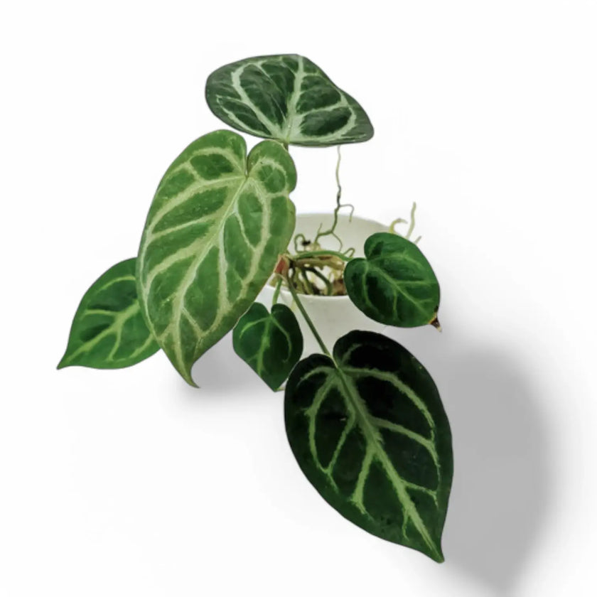 Anthurium magnificum 'Silver' Zimmerpflanze im Anzuchttopf vor weißem Hintergrund, Produktfoto 2.