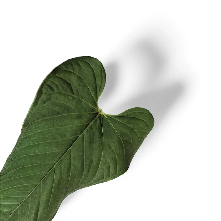 Anthurium marmoratum leaf close-up on white background.