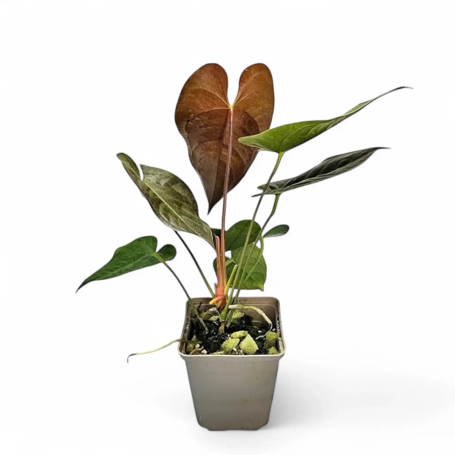 Anthurium moodeanum Zimmerpflanze im Anzuchttopf vor weißem Hintergrund, Produktfoto 4.