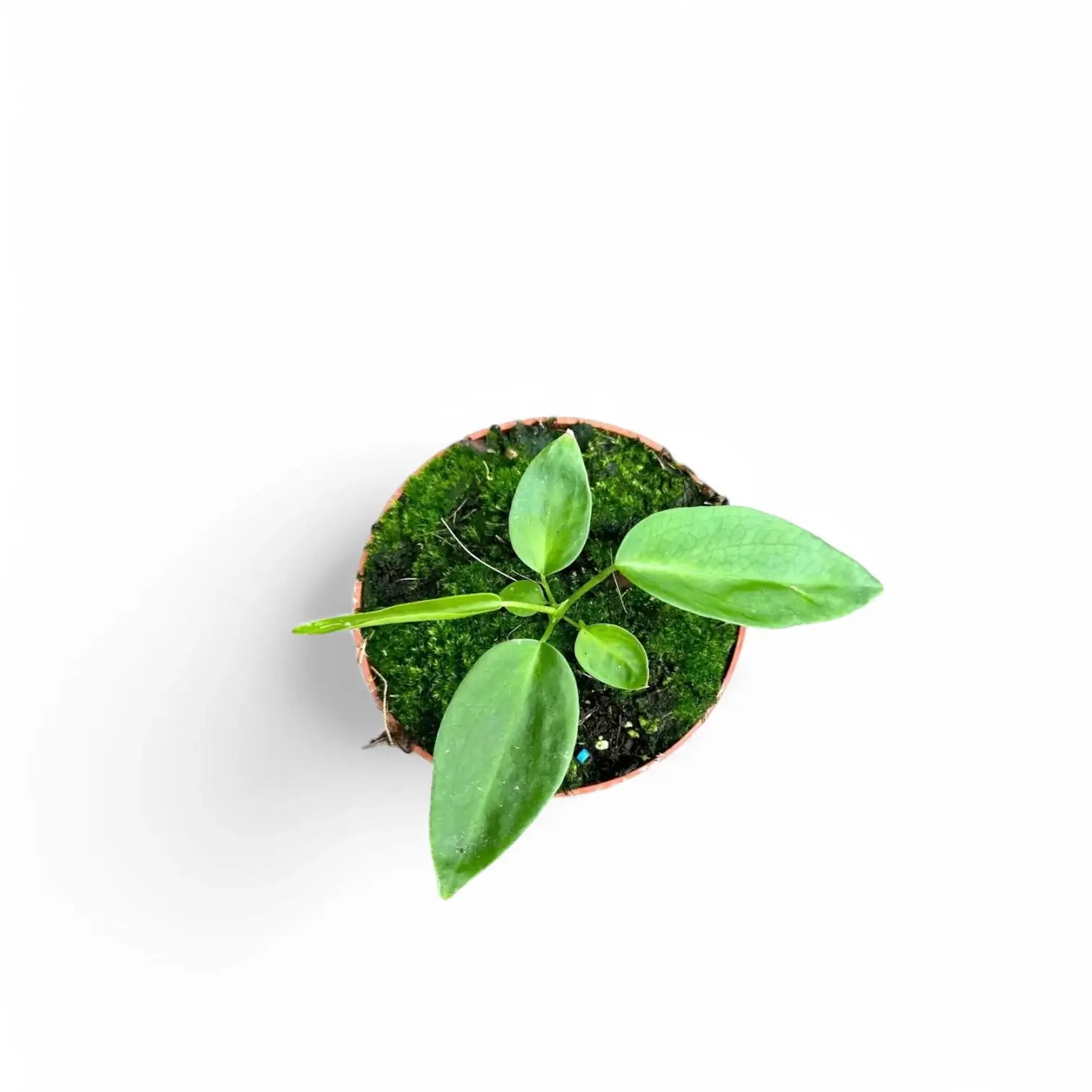 Anthurium pallidiflorum potted houseplant in nursery pot on white background, product photo 4.