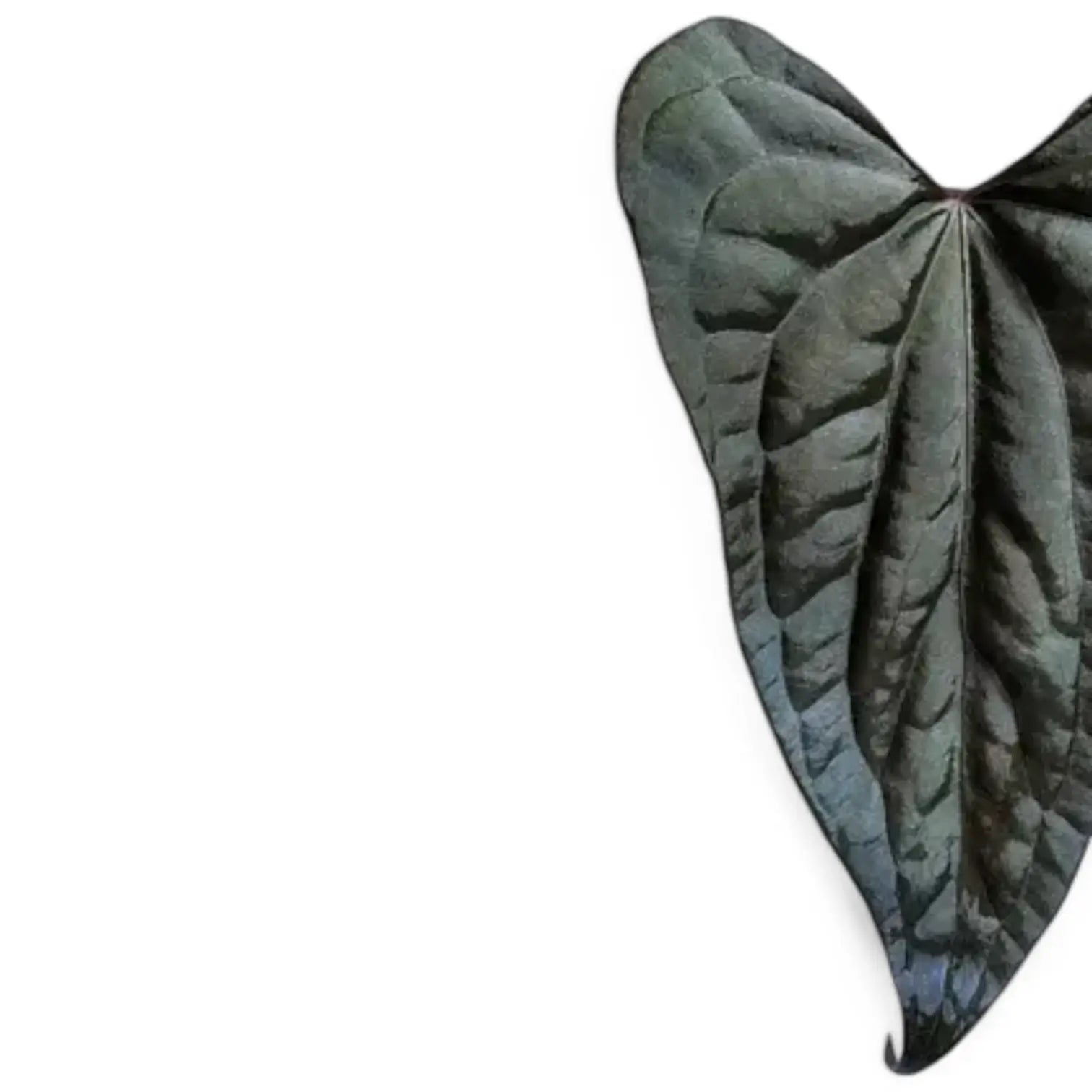 Anthurium papillilaminum x luxurians – Blattdetail vor weißem Hintergrund..