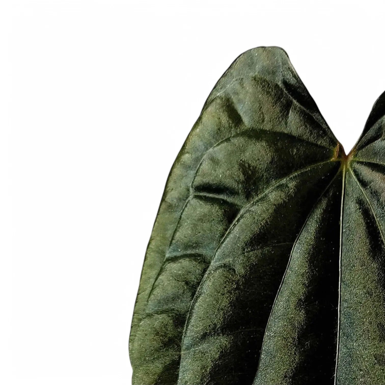 Anthurium papillilaminum x luxurians Zimmerpflanze im Anzuchttopf vor weißem Hintergrund, Produktfoto 7.