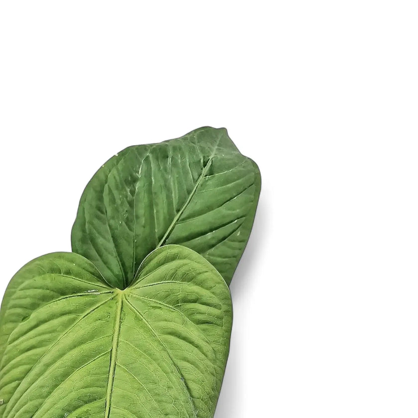 Anthurium pulcachense – Blattdetail vor weißem Hintergrund..