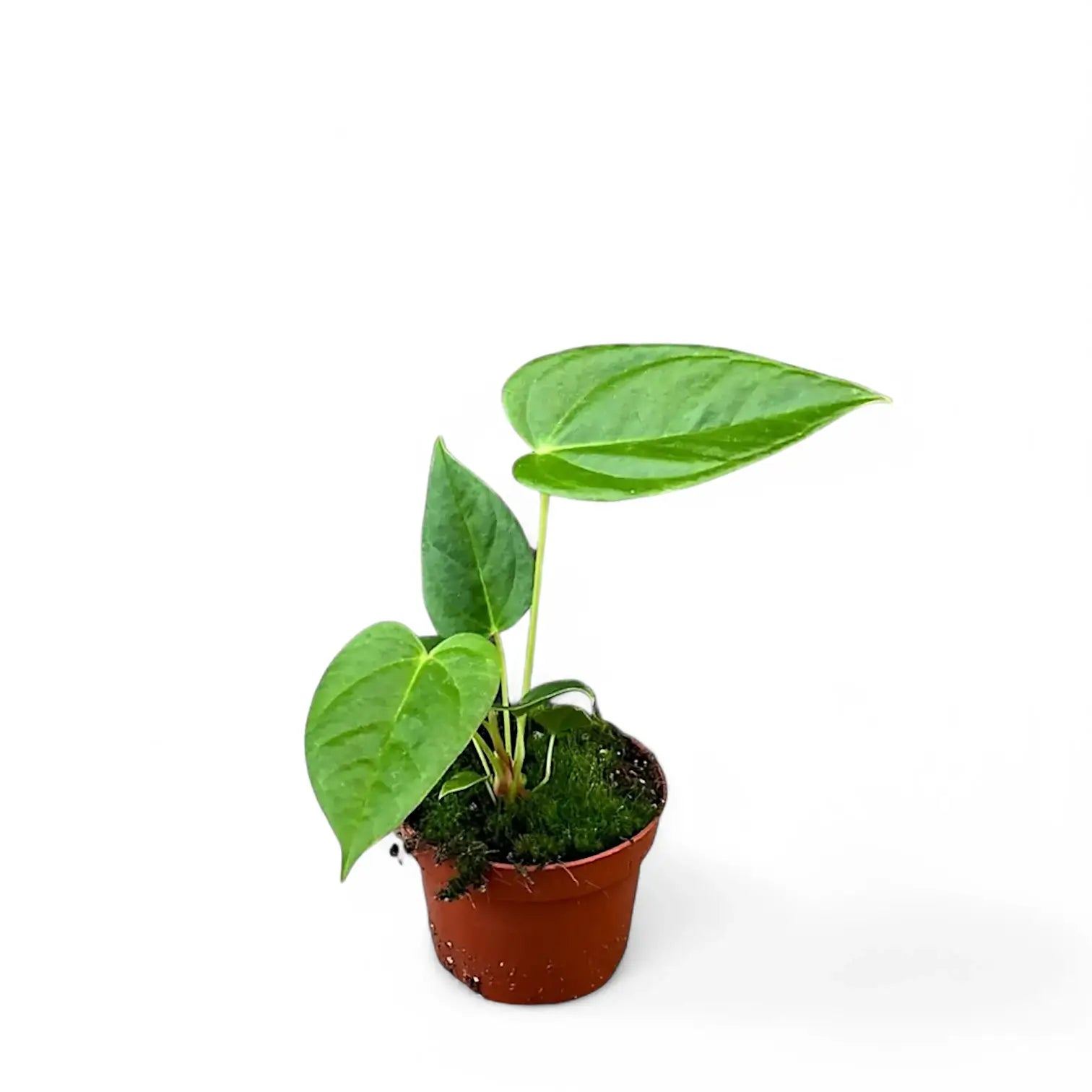 Anthurium recavum potted houseplant in nursery pot on white background, product photo 3.