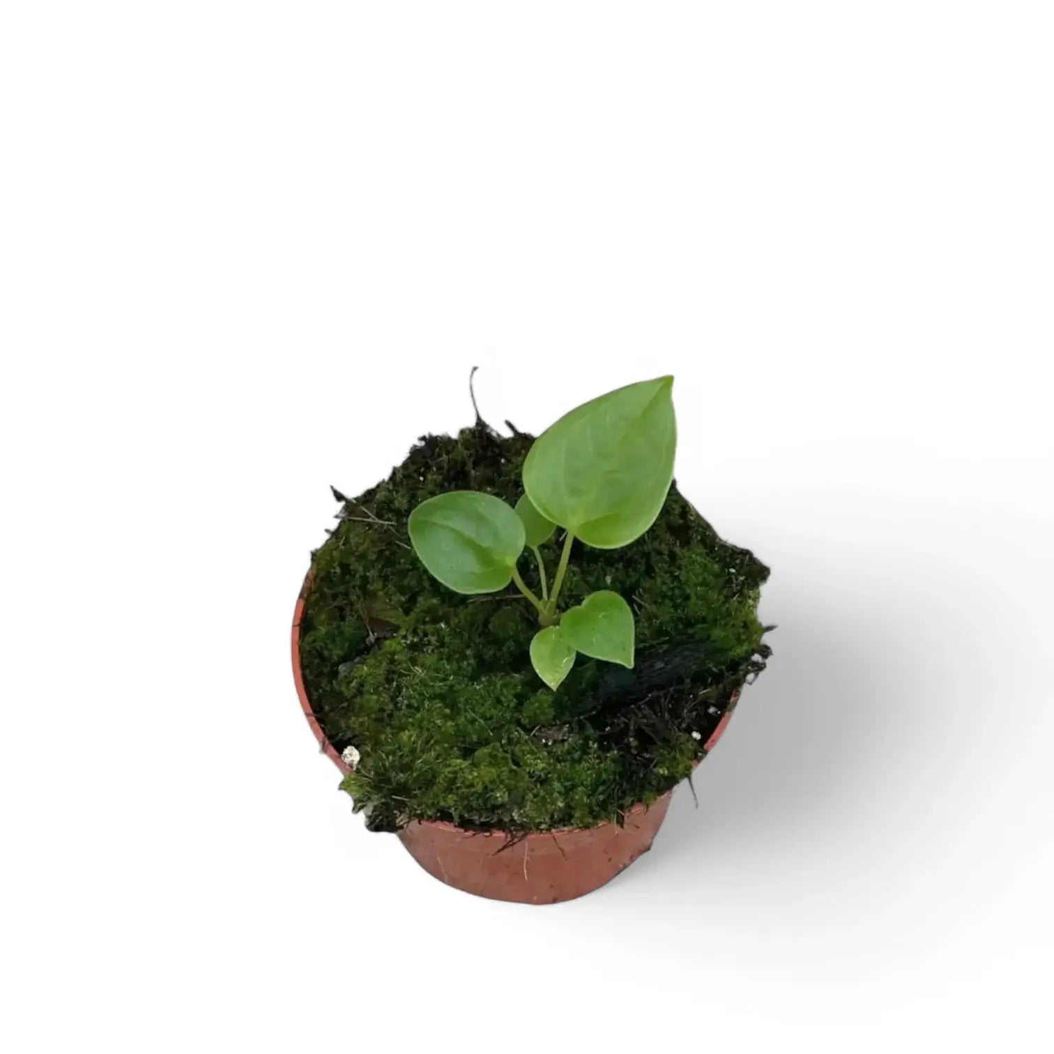 Anthurium recavum potted houseplant in nursery pot on white background, product photo 5.