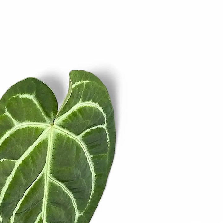 Anthurium regale x magnificum leaf close-up on white background.