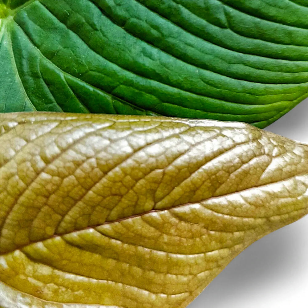 Anthurium rugulosum leaf close-up on white background.