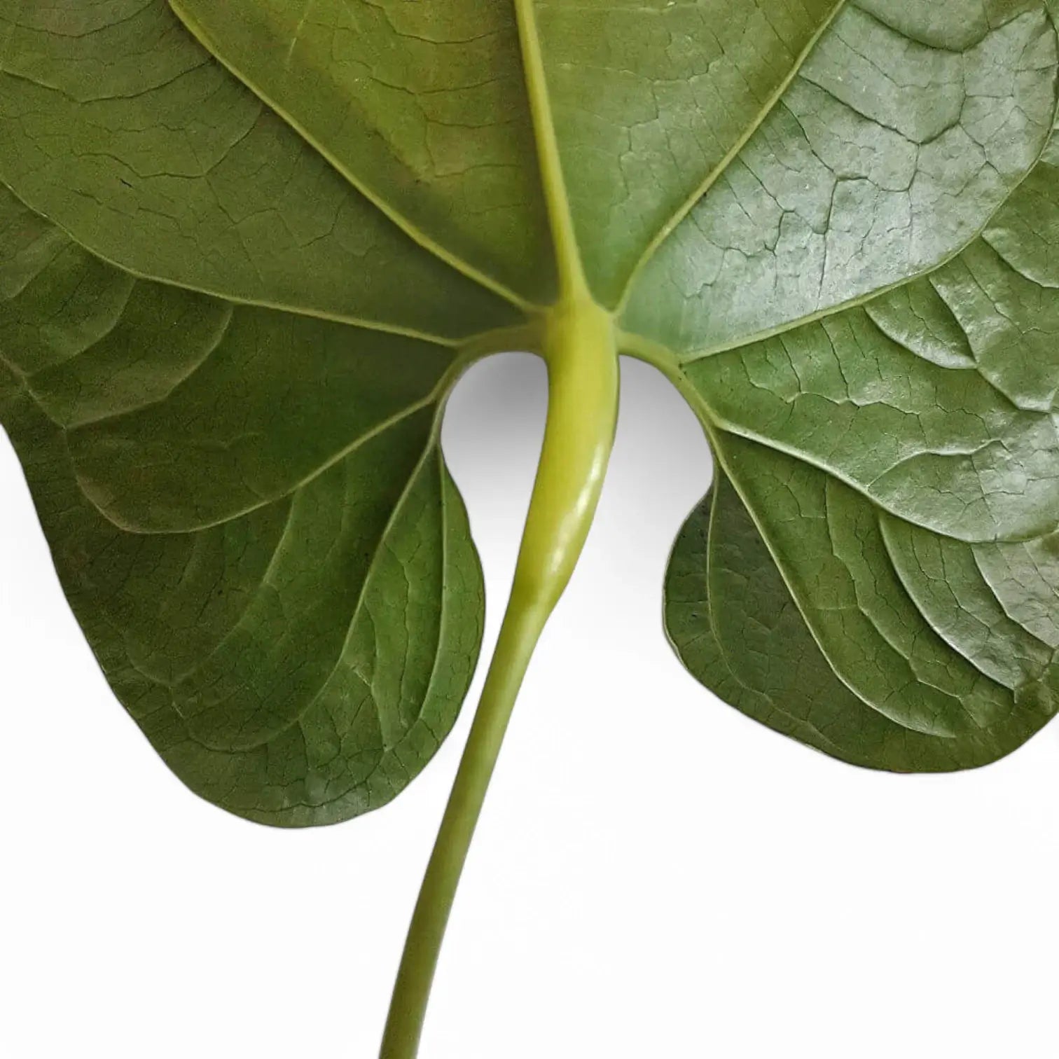 Anthurium salgarense leaf close-up on white background.