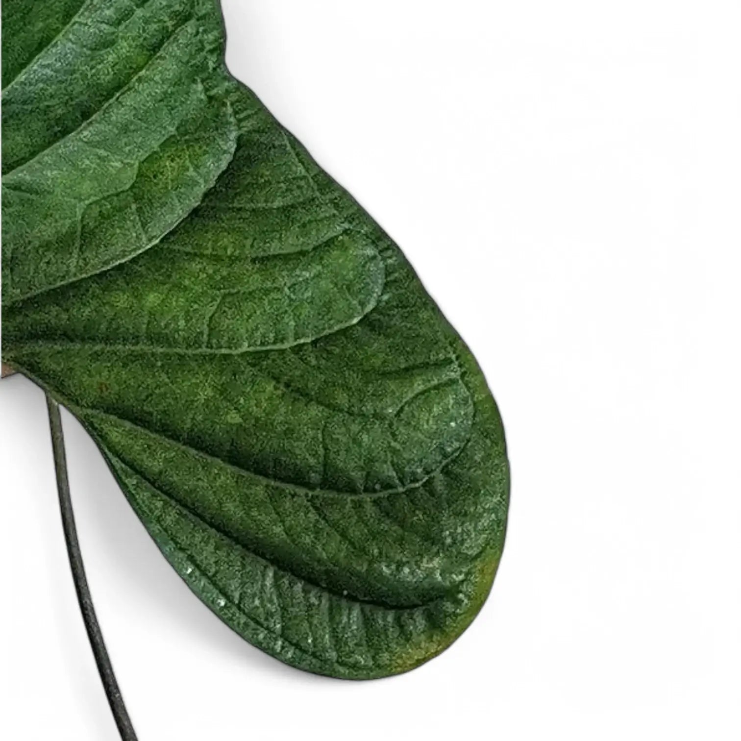 Anthurium toasae leaf close-up on white background.