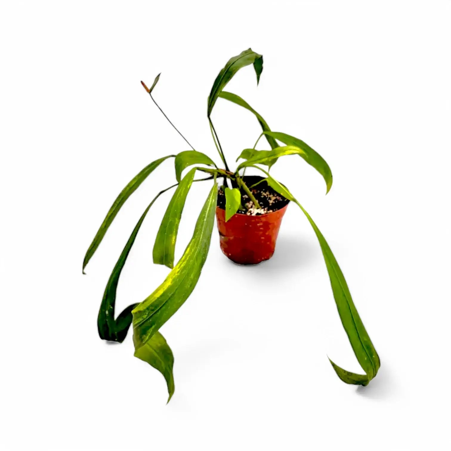 Anthurium vittarifolium variegata potted houseplant in nursery pot on white background, product photo 2.