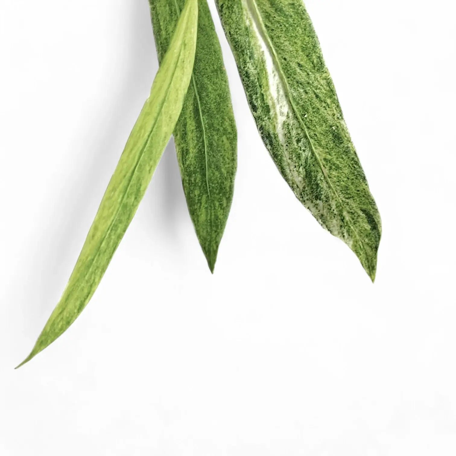 Anthurium vittarifolium variegata potted houseplant in nursery pot on white background, product photo 3.