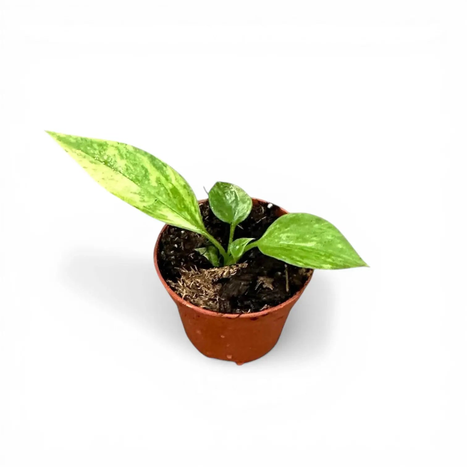 Anthurium vittarifolium variegata potted plant in nursery pot on white background.