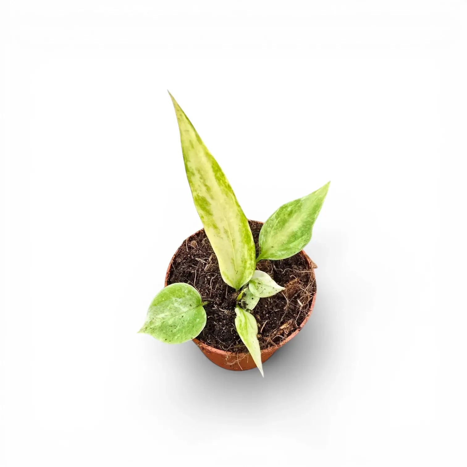 Anthurium vittarifolium variegata potted plant in nursery pot on white background.
