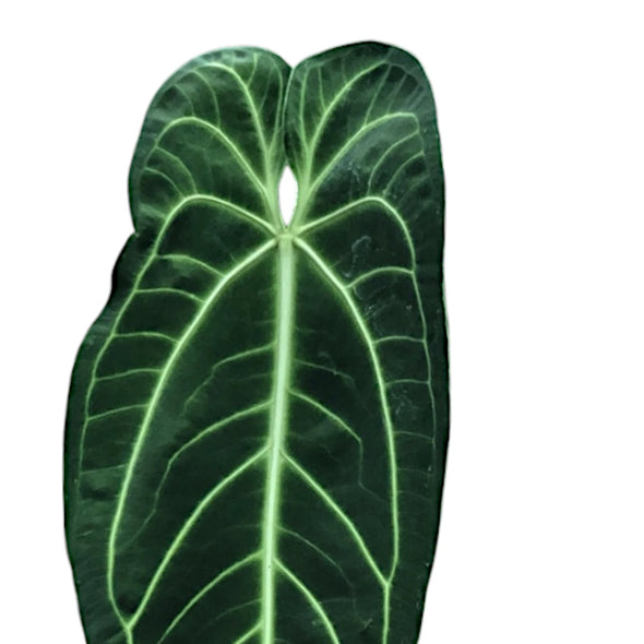 Anthurium warocqueanum, close up an elongated leaf with characteristic contrasting veing, on white backround