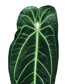 Anthurium warocqueanum leaf close-up on white background.