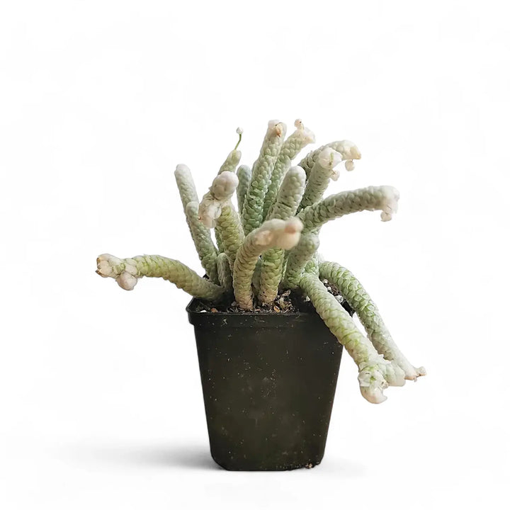 Avonia papyracea potted houseplant in nursery pot on white background, product photo 2.