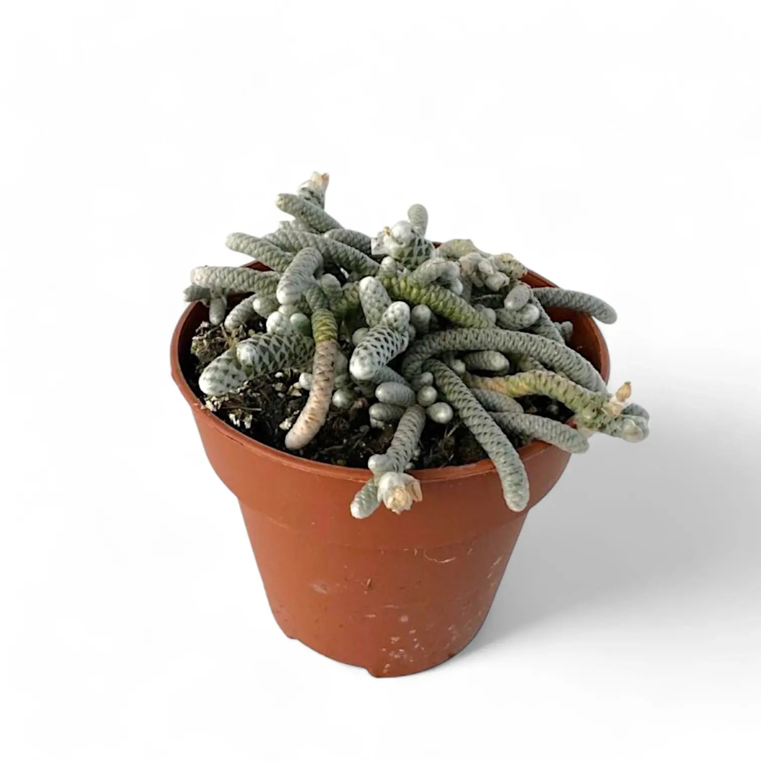 Avonia papyracea potted houseplant in nursery pot on white background, product photo 3.