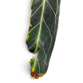 Long dark green leaf with a large torn section and dry brown edges