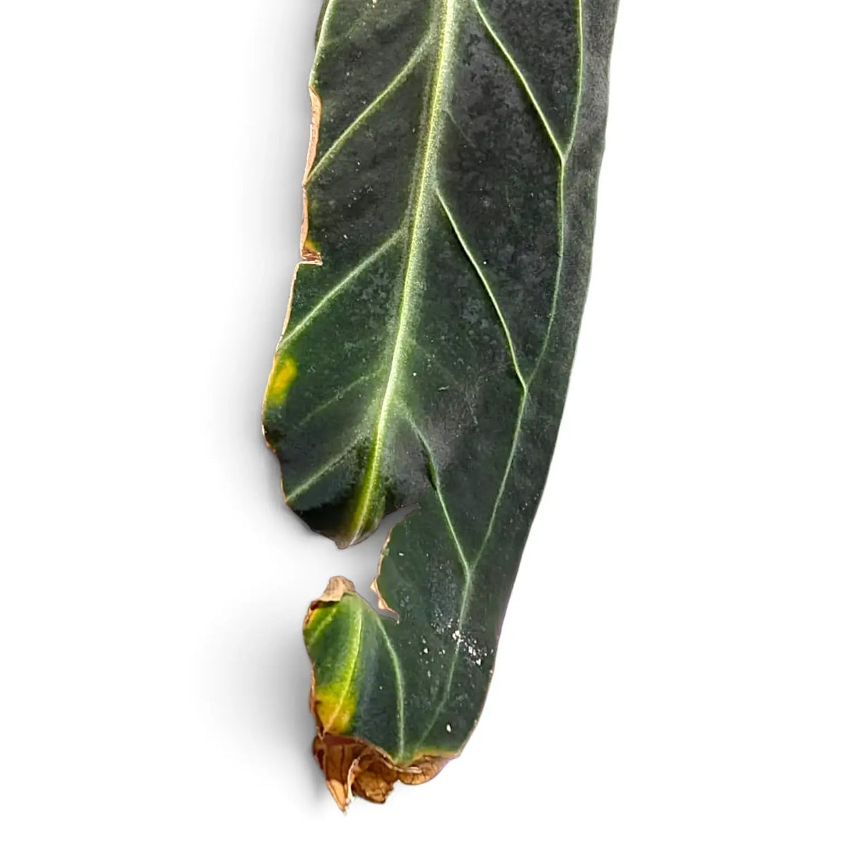 Long dark green leaf with a large torn section and dry brown edges