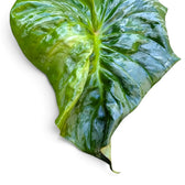 Glossy green and silver-patterned leaf with creasing, folding and a browned tip