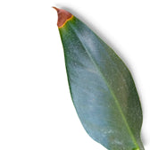 Long dark green leaf with a dry brown tip edged in yellow