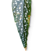 Spotted dark green leaf with surface tears, scars and a browned tip