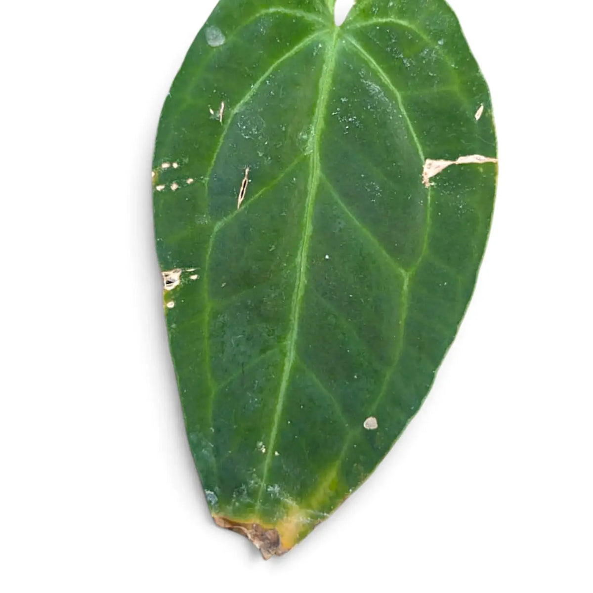 Green leaf with pale scuff marks and a browned lower tip